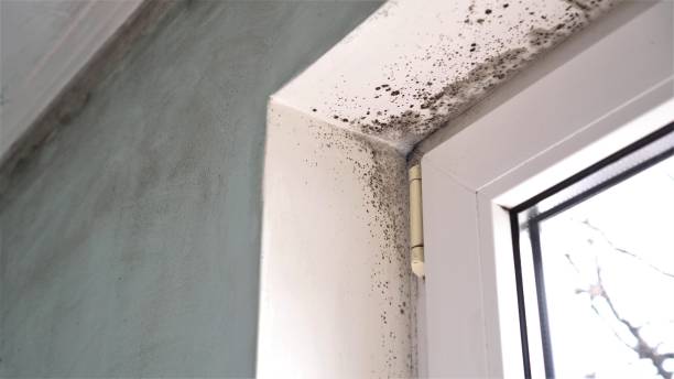Best Mold Damage Repair  in Bremerton, WA