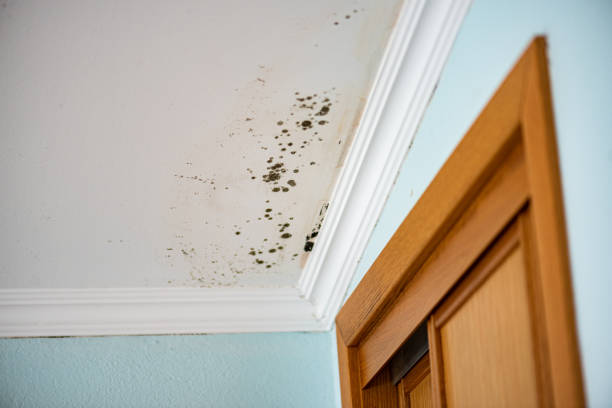 Certified Mold Removal in Bremerton, WA