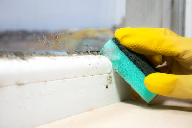Best Black Mold Removal  in Bremerton, WA