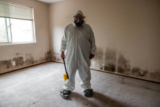 Best Attic Mold Removal  in Bremerton, WA