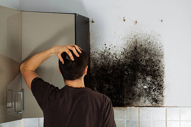 Best Mold Cleaning Services  in Bremerton, WA