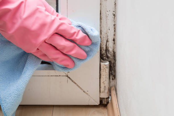 Best Mold Testing  in Bremerton, WA