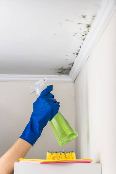 Attic Mold Removal in Bremerton, WA